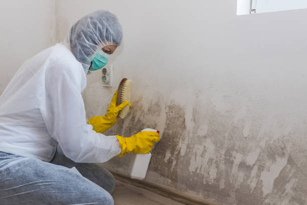 Best Local Mold Removal Service  in Morse, LA