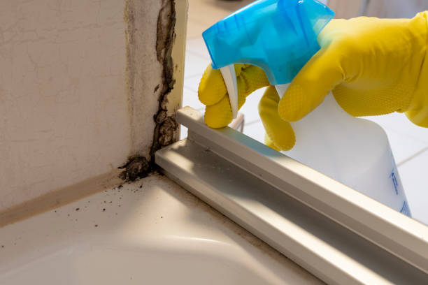 Best Mold Removal and Inspection  in Morse, LA