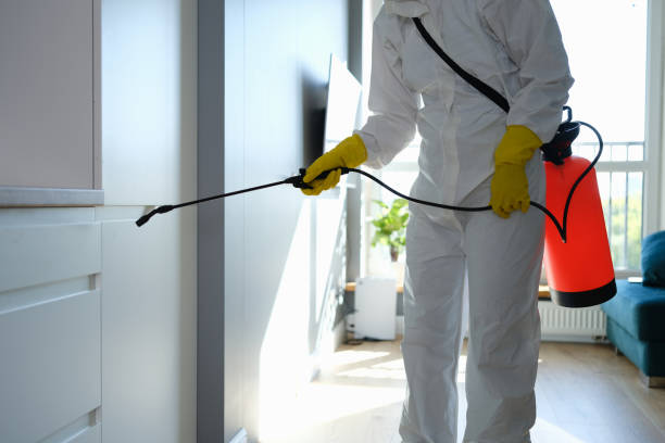 Professional Mold Removal in Morse, LA