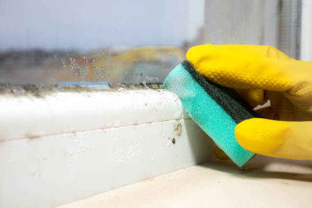 Best Toxic Mold Removal  in Morse, LA