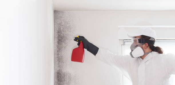 Best Fast Mold Removal  in Morse, LA