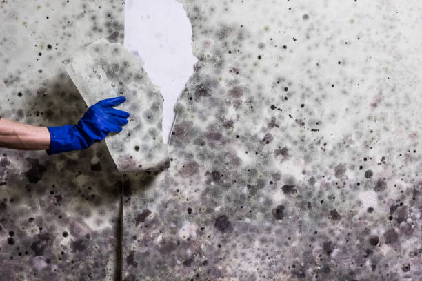 Best Mold Remediation Services  in Morse, LA