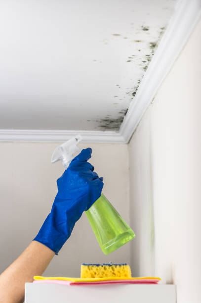 Best Toxic Mold Removal  in Morse, LA