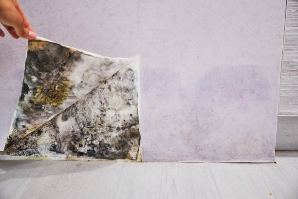 Trusted Morse, LA Mold Removal Experts
